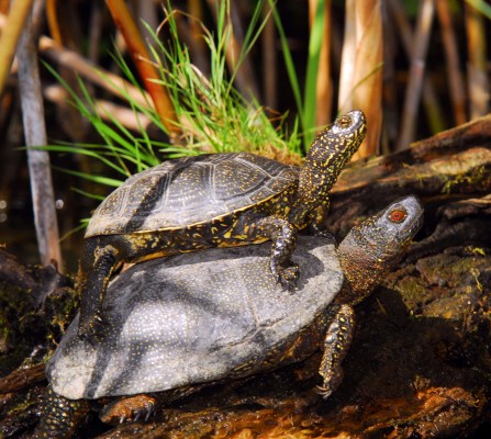 Danube Delta turtles